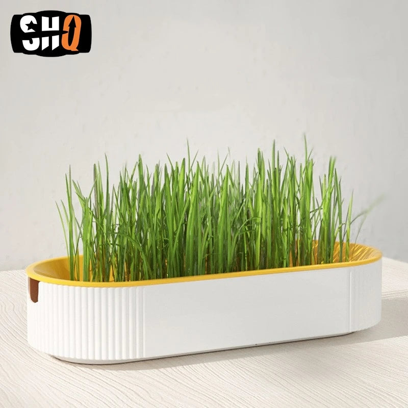 Hydroponic Cat Grass Box